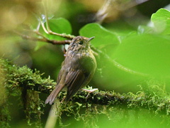 Ficedula