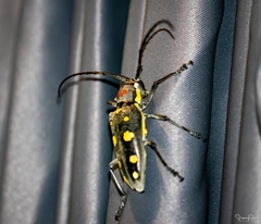 Batocera rubus