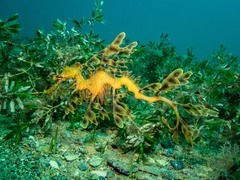 Phycodurus eques