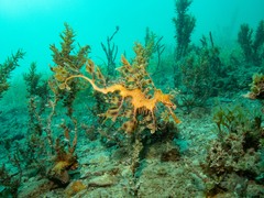Phycodurus eques