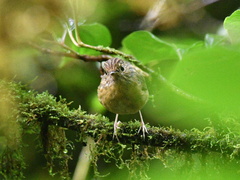 Ficedula