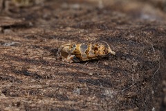 Lobesia botrana