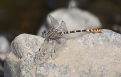 Erpetogomphus compositus