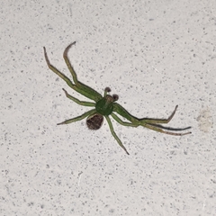 Diaea