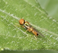 Microchrysa flaviventris