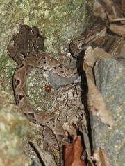 Bothrops asper