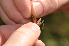 Acrotylus insubricus