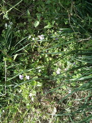 Cerastium glomeratum