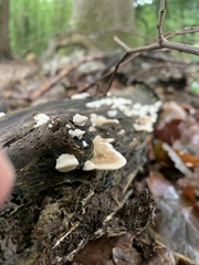 Gloeoporus dichrous