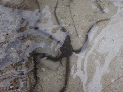 Ophiocoma scolopendrina
