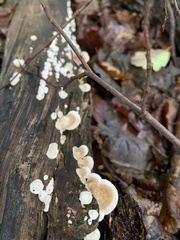 Gloeoporus dichrous