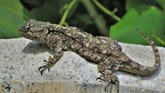 Acanthocercus atricollis