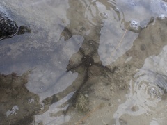 Ophiocoma scolopendrina