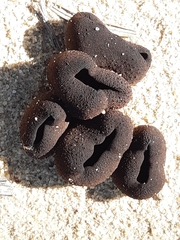 Phylloscypha phyllogena