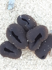 Phylloscypha phyllogena