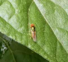 Microchrysa flaviventris