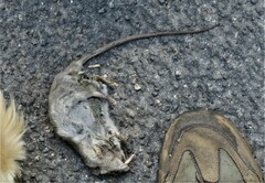 Rattus rattus