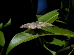 Pyrginae