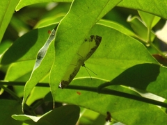 Riodinidae