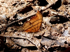 Marpesia petreus