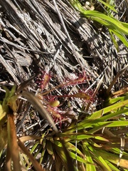Drosera anglica