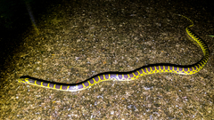 Lycodon flavozonatus