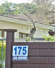 Chlorocebus pygerythrus pygerythrus