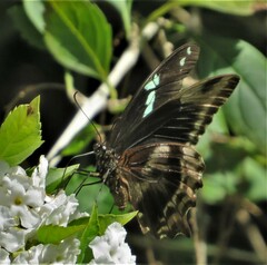 Papilio nireus lyaeus