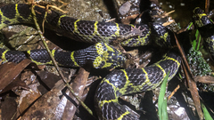 Lycodon flavozonatus