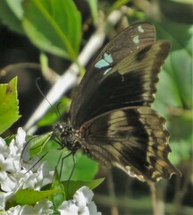 Papilio nireus lyaeus