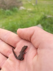 Afrogecko porphyreus