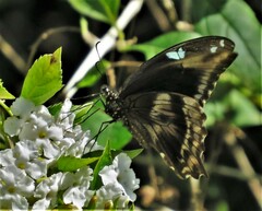 Papilio nireus lyaeus