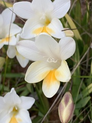 Freesia