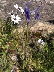 Moraea tripetala