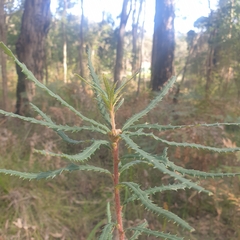 Banksia cunninghamii