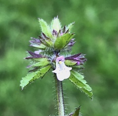 Stachys arvensis