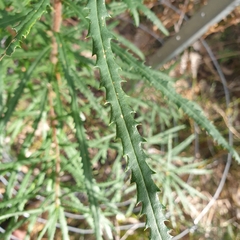 Banksia cunninghamii