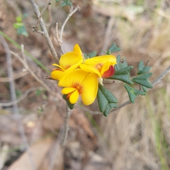 Pultenaea scabra