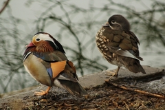 Aix galericulata