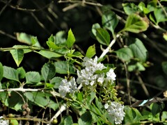 Duranta erecta
