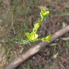 Pimelea flava