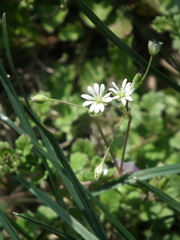 Stellaria alsine