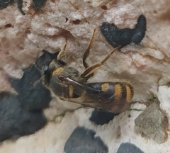Pachyhalictus