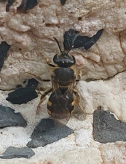 Pachyhalictus
