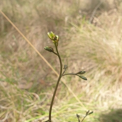Dianella
