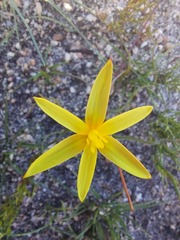 Hypoxidaceae