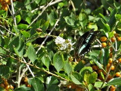 Duranta erecta