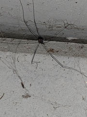 Opiliones