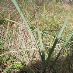 Dianella