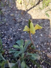 Disperis villosa